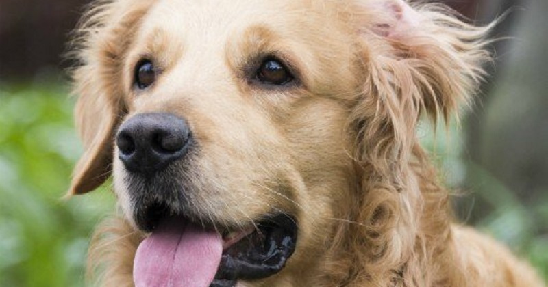 10 melhores raças de cachorro para papais de primeira viagem