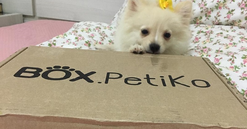 É Box Petiko que fala?