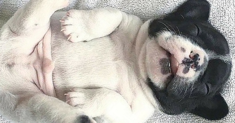 10 cachorros dormindo de um jeito que você nunca viu