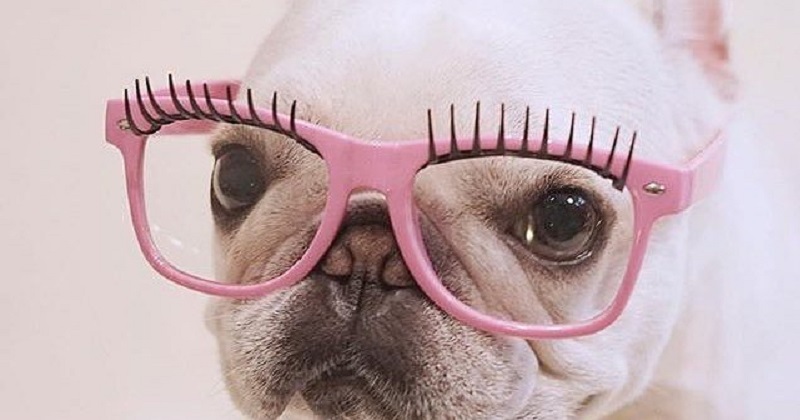 10 cachorros cheios de estilo usando óculos