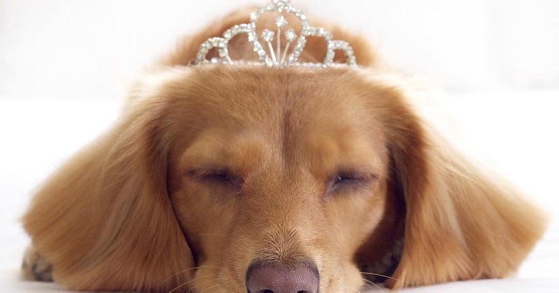 7 cachorros são coroados como reis e rainhas