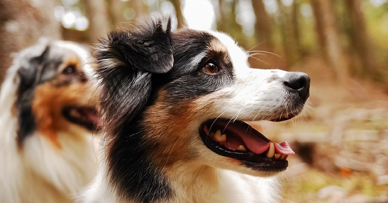 10 raças de cachorro mais fofas do mundo