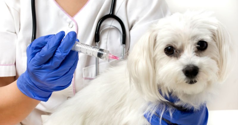 Seu cachorro está com TODAS as vacinas em dia?