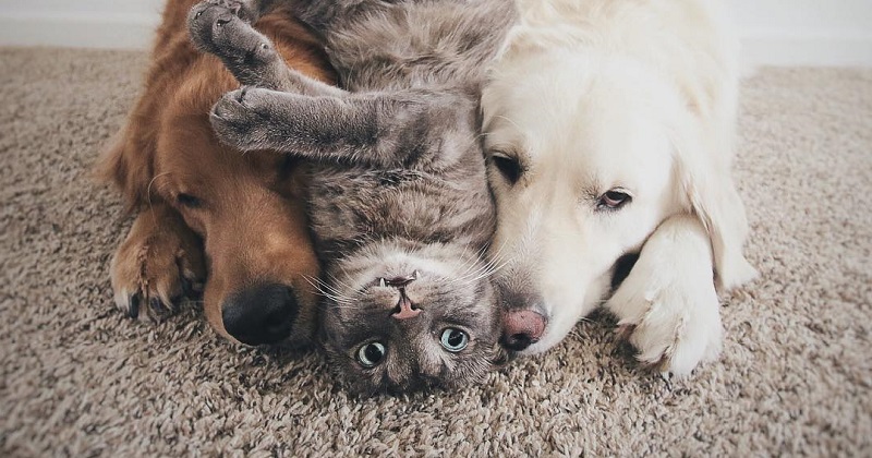 É possível dois cachorros e um gato serem amigos?