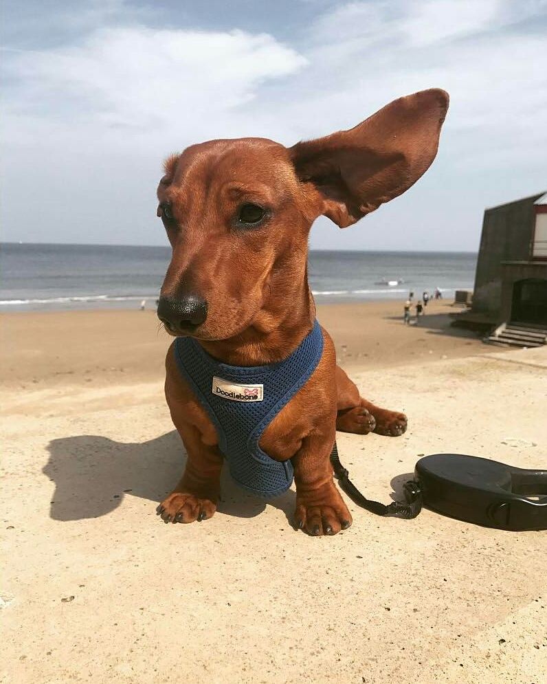 @duke_miniature_dachshund - BLOG.Petiko