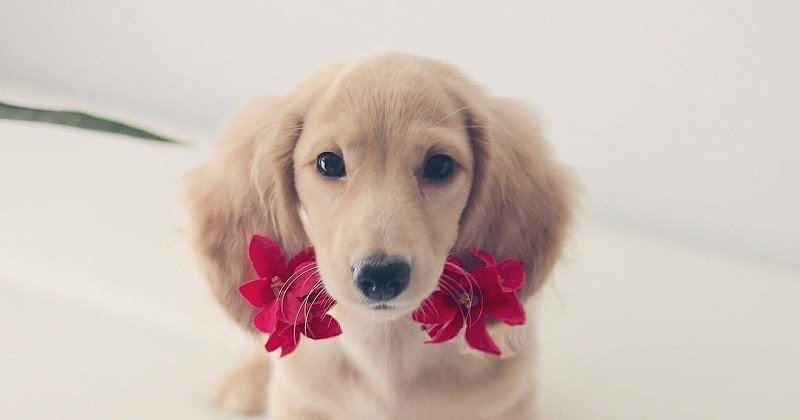 12 cachorros apaixonados por flores