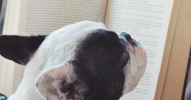 10 cachorros incentivando o hábito de leitura