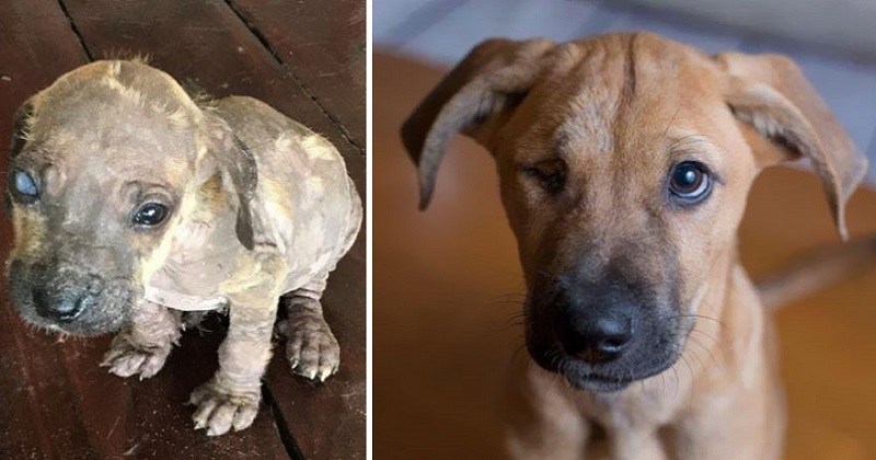 10 antes e depois de cachorros serem adotados