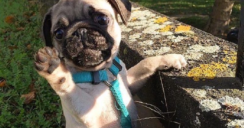 11 provas que Pug é o cachorro mais fofo do mundo
