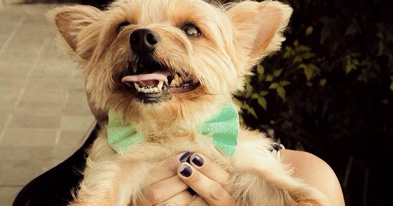 10 dicas de como deixar o dia do seu cachorro mais feliz