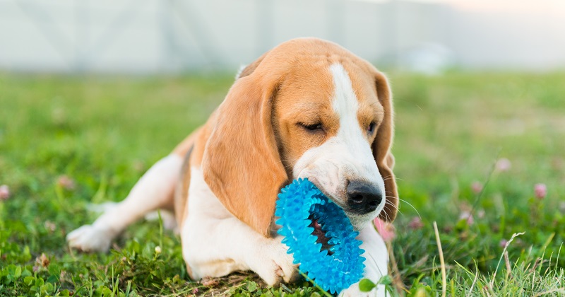 8 dicas para limpar brinquedos e utensílios do cachorro