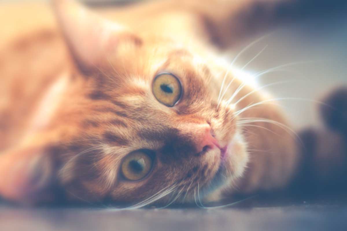 13 Facts For Cat Lovers Or Why The Internet Loves Cats