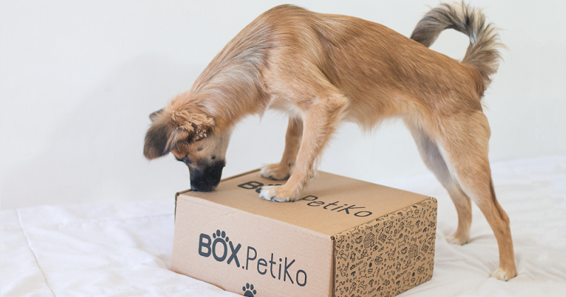 Recebidos do dia: BOX.Petiko