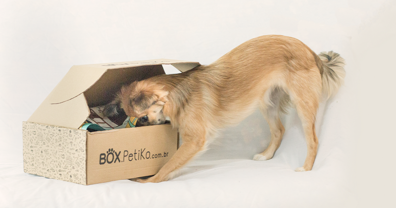 Quanto custa um BOX.Petiko?