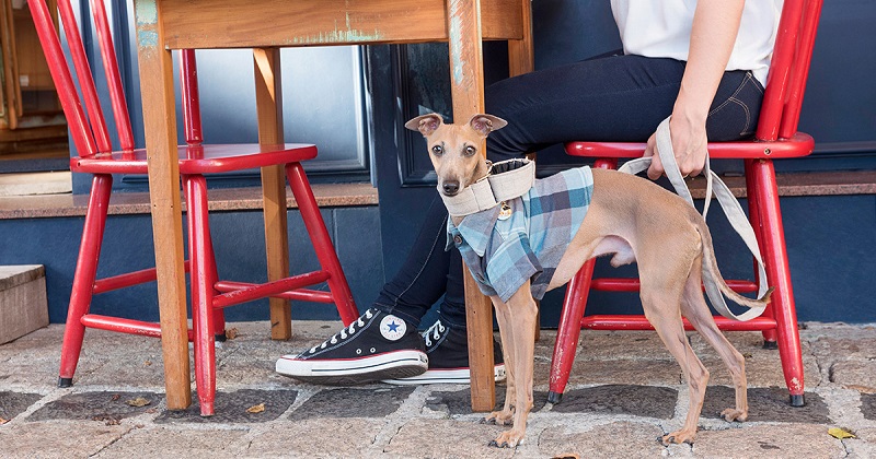 Roupa de cachorro: elas salvam seu cão no frio, ou isso é conversa fiada?