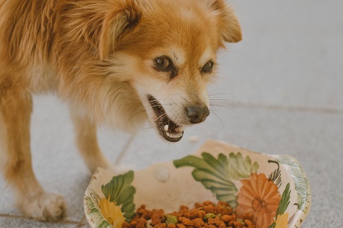 cachorro com agressão alimentar