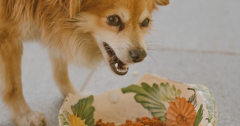 Cachorro agressivo defendendo a comida? Descubra agora o que fazer