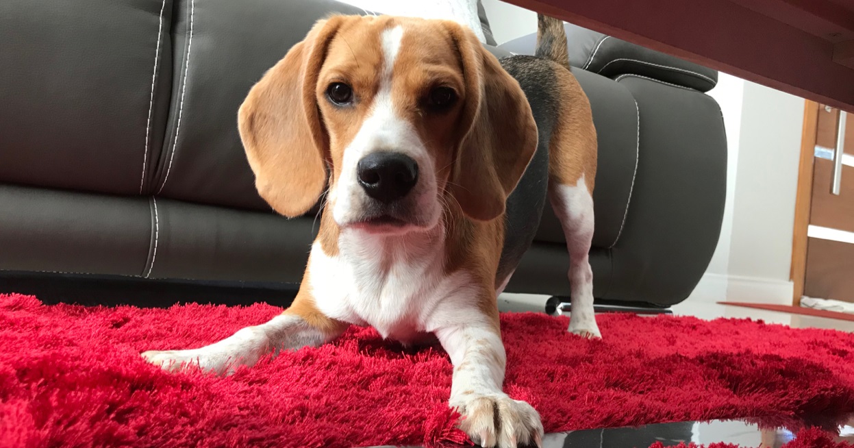 Tudo que Você Precisa Saber Sobre Beagles