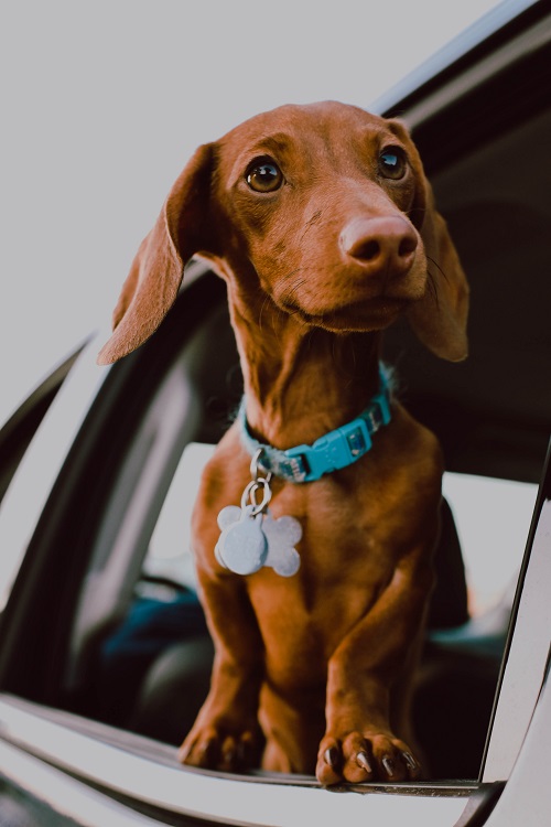 viajar de carro com cachorro