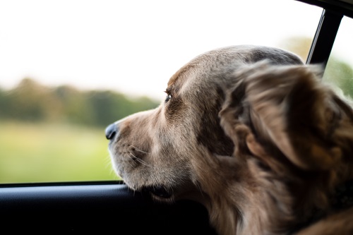 viajar de carro com cachorro