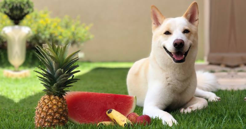 Cachorro Pode Comer Frutas?