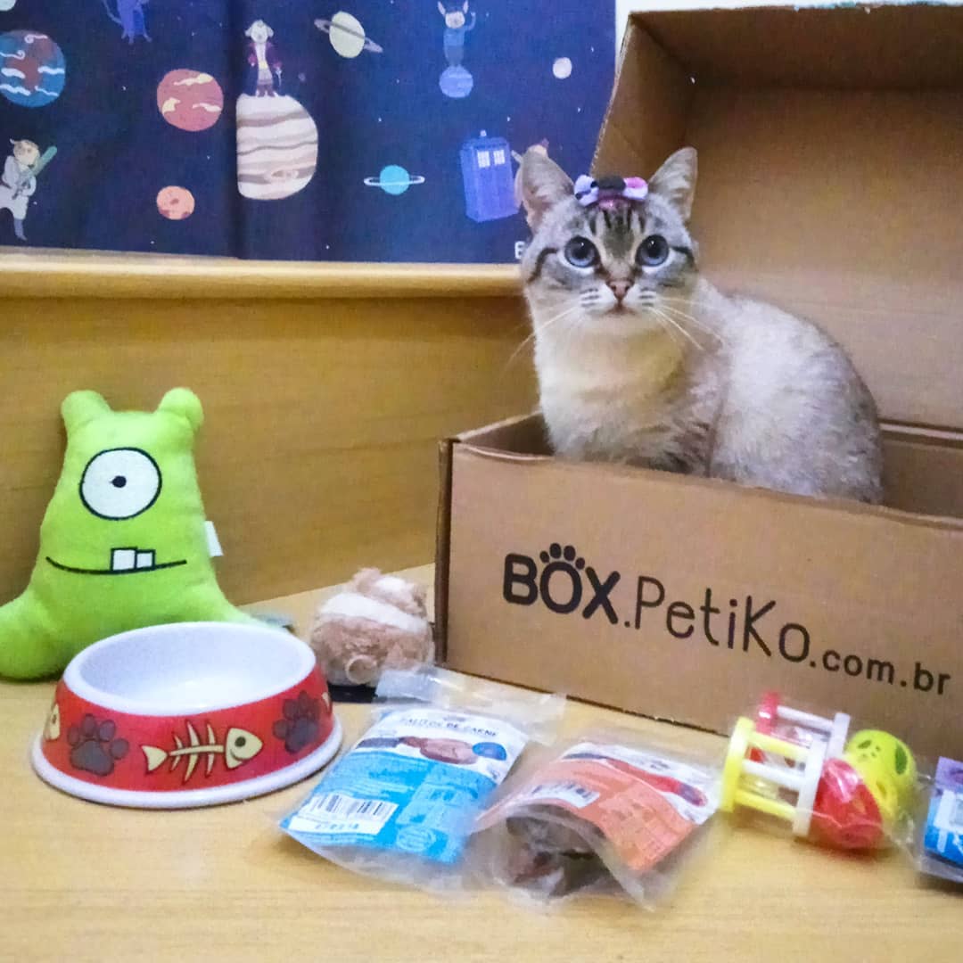 box petiko gato