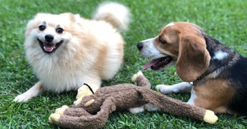 Vantagens dos Brinquedos para os Cães