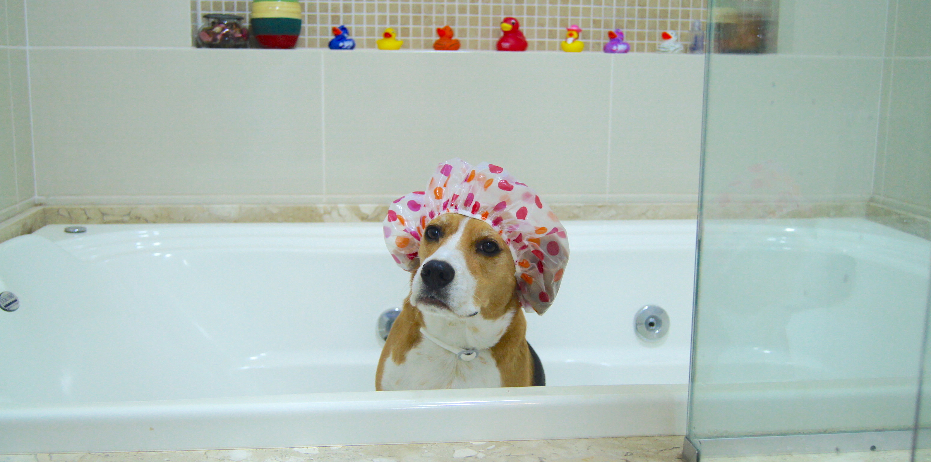 Banho em Casa ou Banho no Pet Shop: Qual É o Melhor?