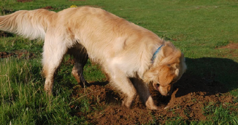 Por Que o Cachorro Tem Mania de Cavar Buracos?