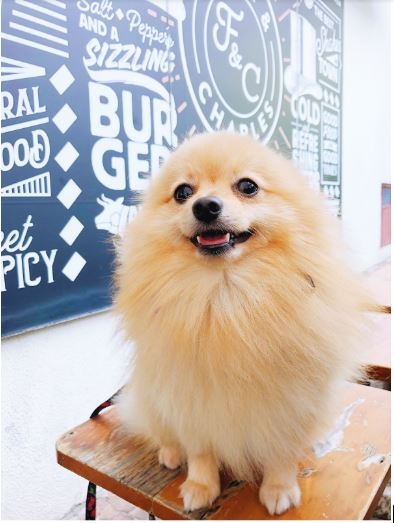 Cute Lulu Pomerania Urso