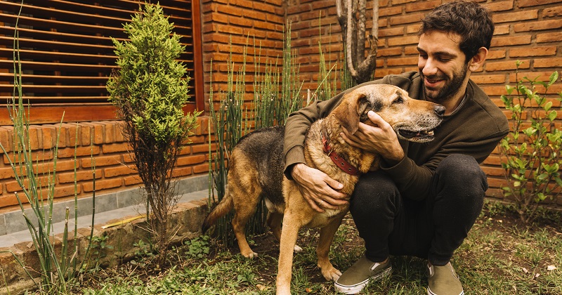 9 Exercícios Indoor Para Cansar Seu Cachorro