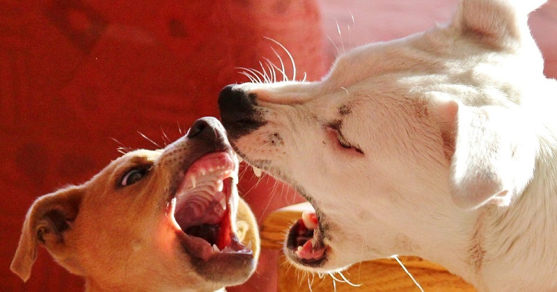 Um Pouco Sobre a Reatividade Canina: Saiba Identificar e Prevenir