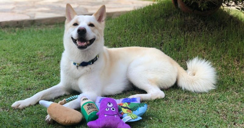 Benefícios De Ter Um Cão