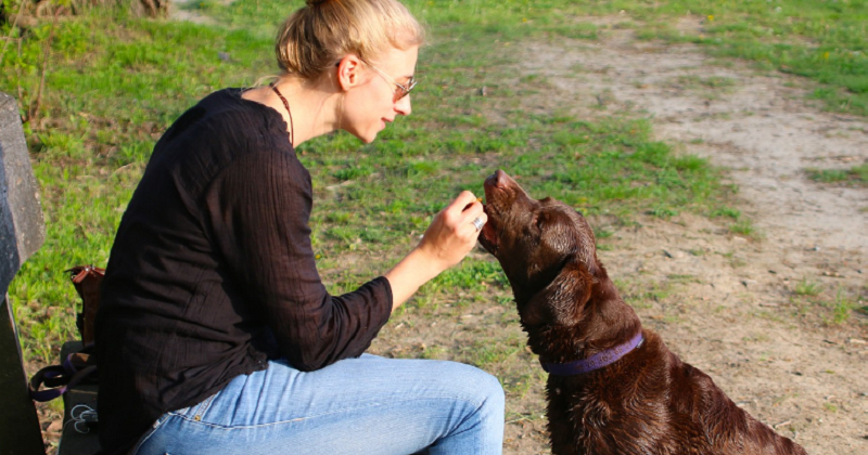Motivação: O Segredo Para Manter Seu Cão Interessado em Aprender