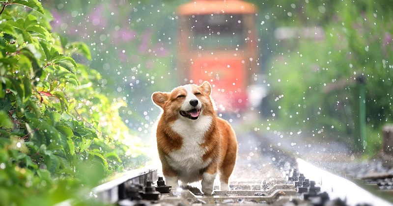 O Que É Enriquecimento Ambiental para Cães? Venha Descobrir!