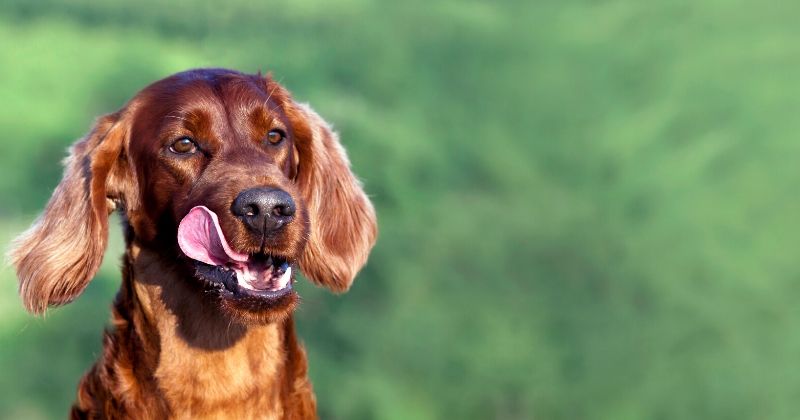 Petisco Natural Para Cachorro: Realmente Faz a Diferença?