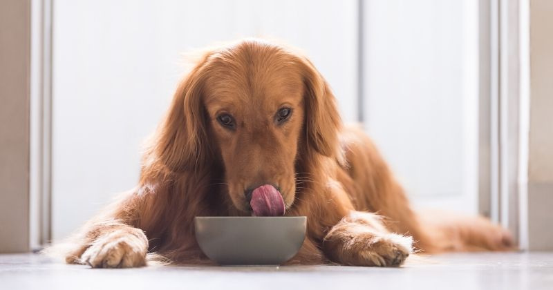 Ração ou Alimentação Natural: O Que Seu Cachorro Deve Comer?