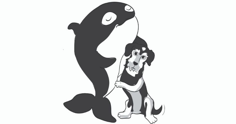 Isolamento Social: A Orca Lolita e a Verdadeira Solidão