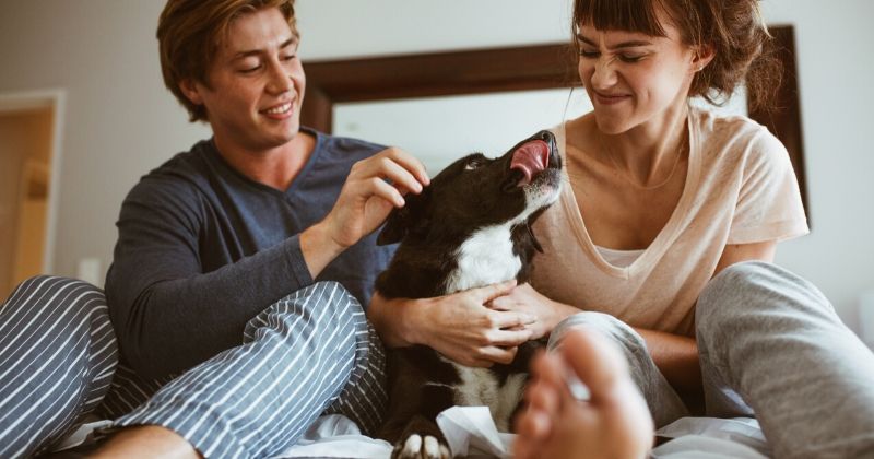 Brincadeiras com Pets e o Distanciamento Social: Como Fazer Sem Sair de Casa?