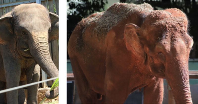 Pela Liberdade de Bambi: a Luta para Transferir a Elefanta de 50 Anos para Santuário