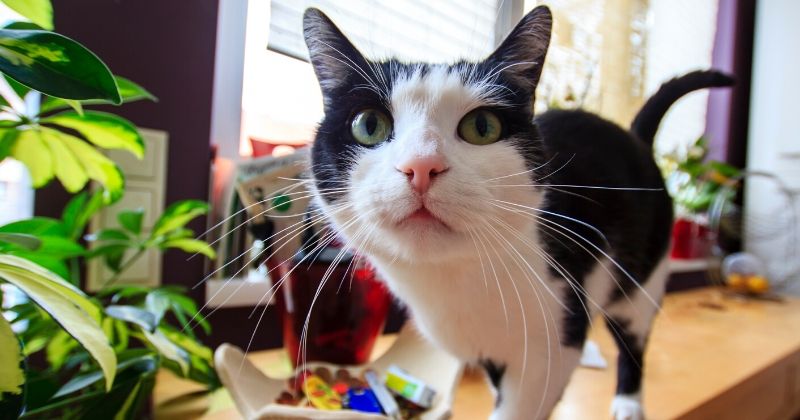 Tudo que Você Precisa Saber sobre Esporotricose em Gatos