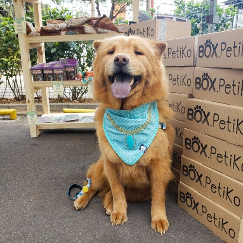 Somos a rede de apoio que você precisa para o seu Cão! 🏡 R