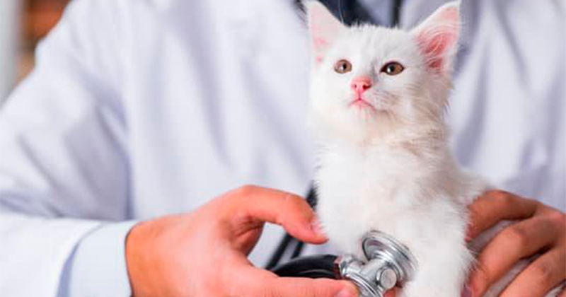 Esporotricose em Gatos: Infecção de Pele que Pode Atingir os Felinos