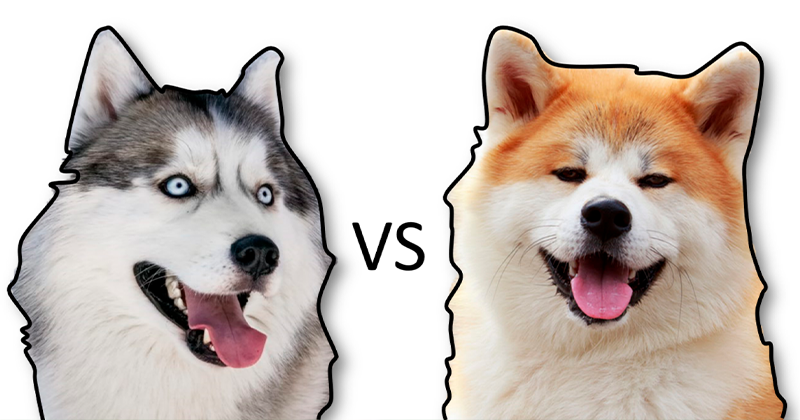 Diferenças Entre um Husky Siberiano e Akita Inu