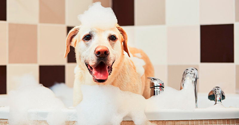 Com Qual Frequência Devo Dar Banho no Meu Cachorro?
