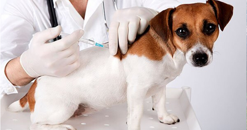 Por que Temos que Vacinar Cães e Gatos?