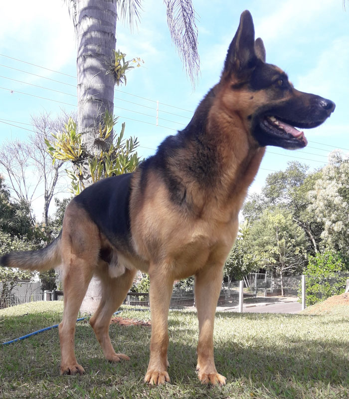 Qual cachorro é mais protetor com seu dono, o pastor alemão ou o