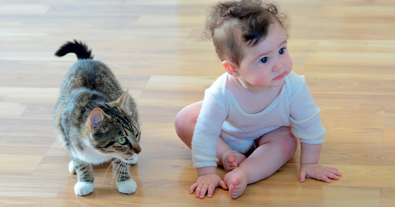 O Bebê Vai Chegar – Como Gerenciar Essa Relação com Seu Gato?