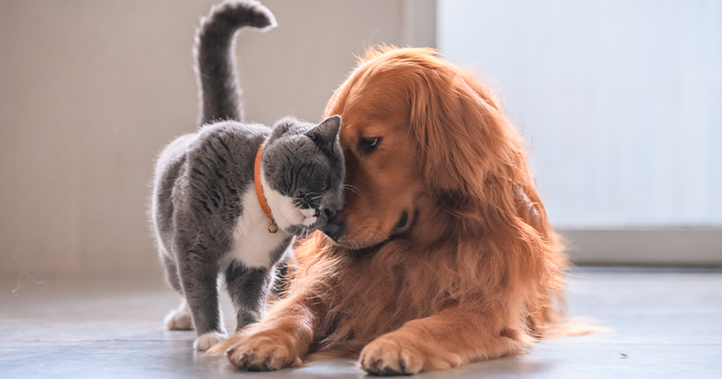 Cães e Gatos: Juntos e Felizes Para Sempre – 5 Passos Para o Sucesso!