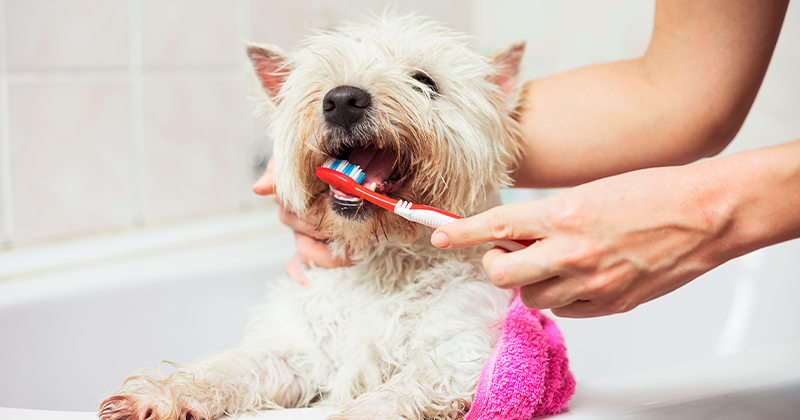 Meu Cão Precisa Escovar os Dentes?